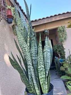 Sensaveria Zeylanica "Snake " Plant $65
