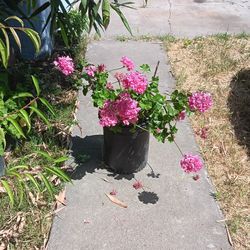 Pink Flowers Plant 