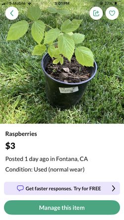 Rasberry