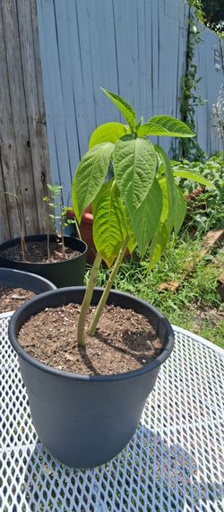 Upside down angel trumpet plant