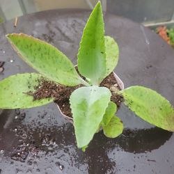 Donkey Ears Succulents  ,planta Orejas De Burro Succulents 