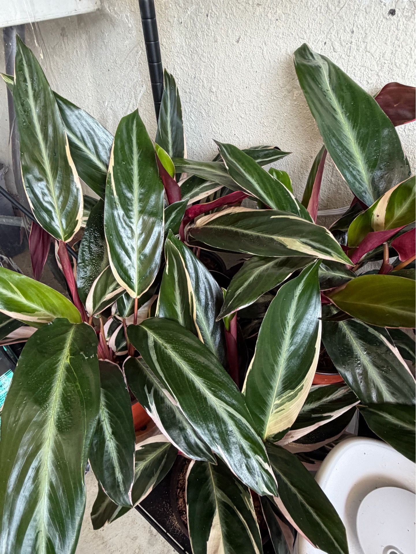 Stromanthe Triostar / Tricolor Stromanthe ๐ฟโจ