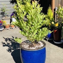 Live outdoor Royal Star Magnolia white flowering tree plant in a ceramic planter pot—firm price