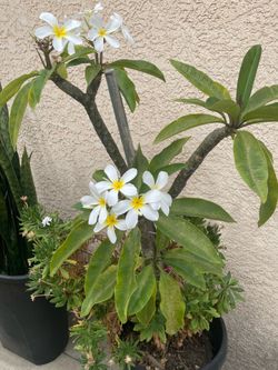 Potted Plumeria Tree with White Flowers