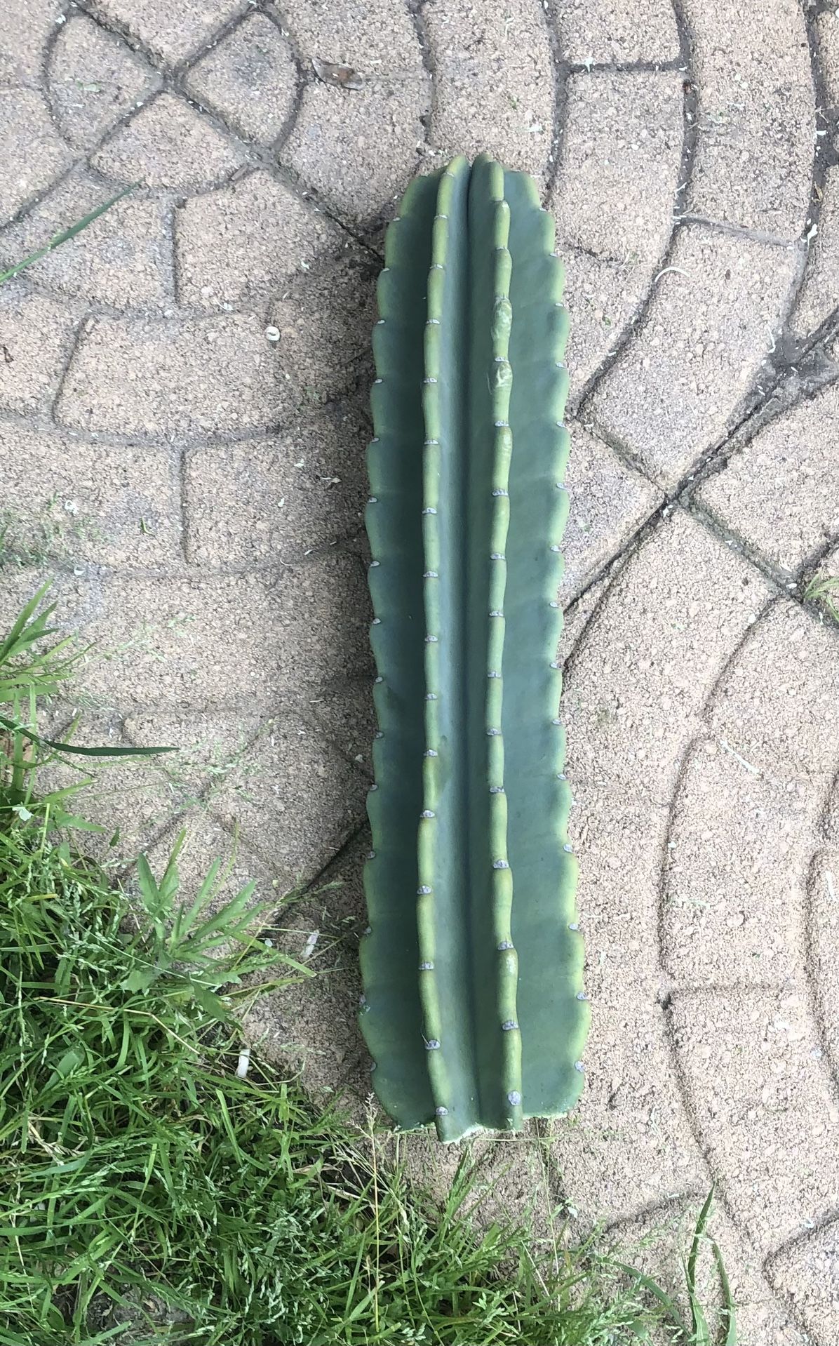 Cactus Clipping Ready To Plant Or Pot 22”