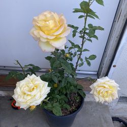 Rose Bush Yellow Flowers Plant, In 5 Gallóns Pot Pick Up Only