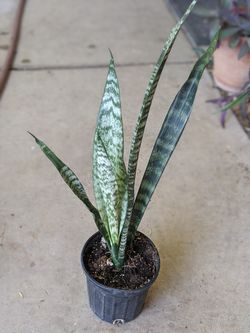 Snake plant
