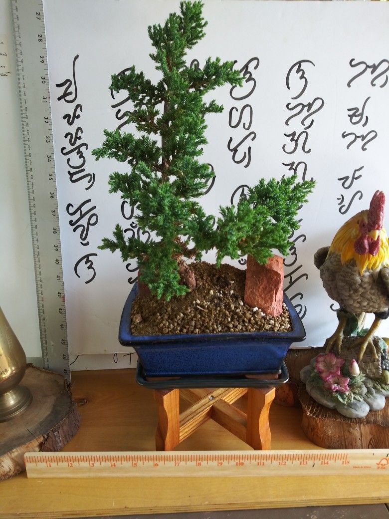 Bonsai-Moyogi Style