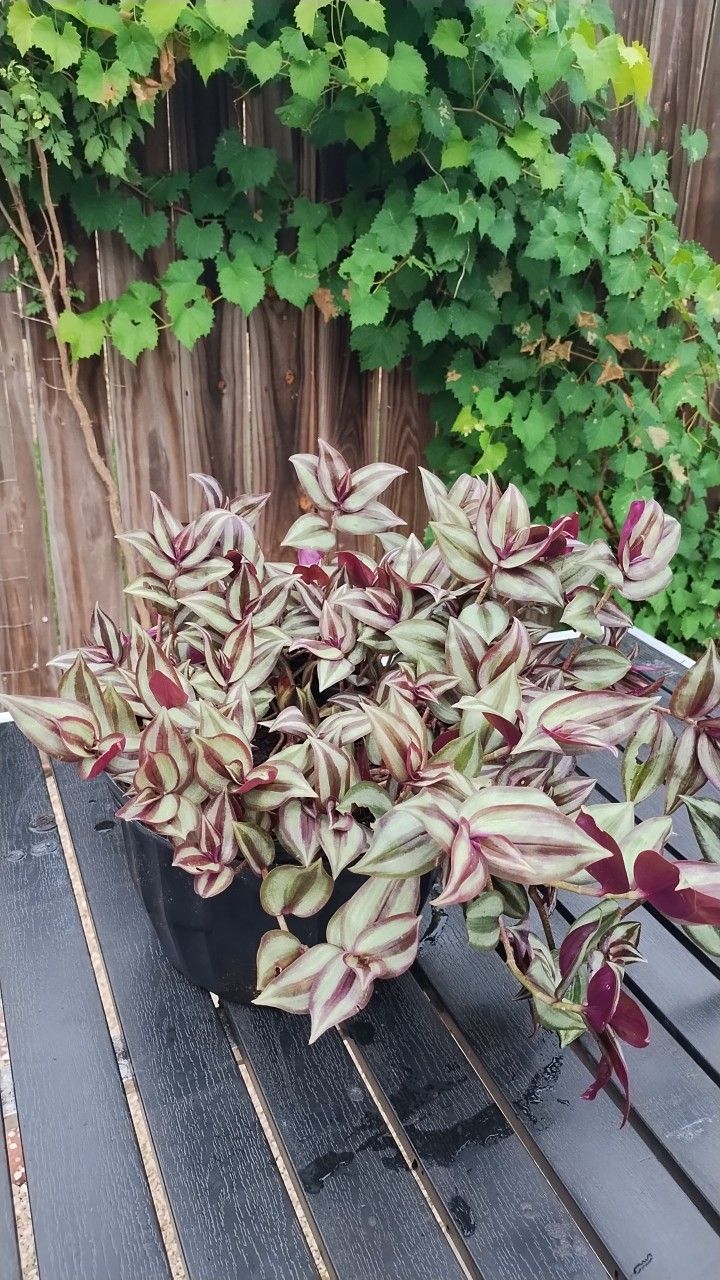 Tradescantia Plant, Silver Wandering Jew Plant Live
