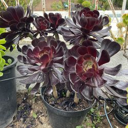 1 Gallon Pot Aeonium Black Rose Succulent Plant 