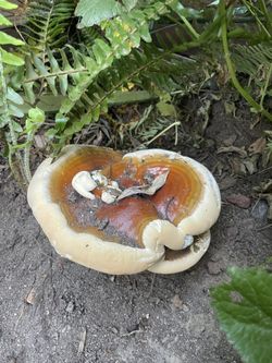 Mushrooms 🍄