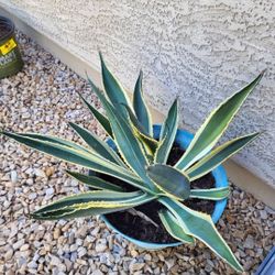 Agave