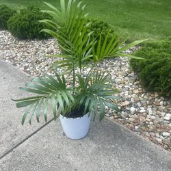 Cat Palm Plant