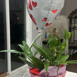 Indoor Plant Lucky Bamboo 