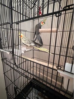 Bird cage