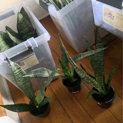 Snake Plants!! $10 Each!!
