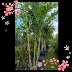 Christmas Palm 🌴 25gl 8ft Tall $120