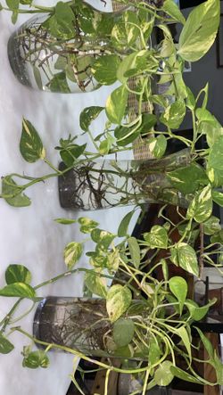 Pothos Propaganda