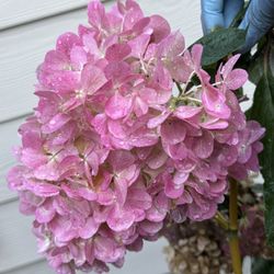 🌸 Vanilla Strawberry Hydrangea – 2 Gallon Pot – $50 (Pickup in Lynnwood)