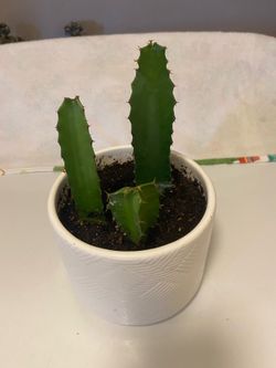 Euphorbia Cactus Plants In Ceramic Pot With Drainage