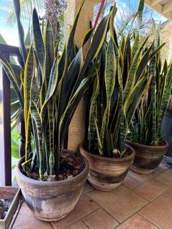Tall Snake Plants 20 " Pot,   $65 each pot