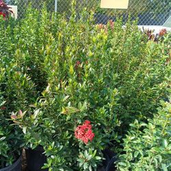 Ixora Privacy Hedge Plants 🌿 3gl $6