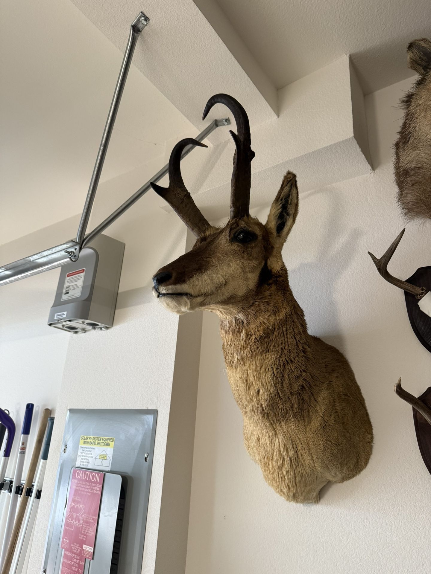 Trophy Pronghorn Taxidermy Mount