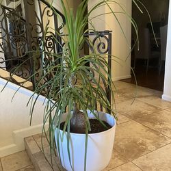 Ponytail Palm