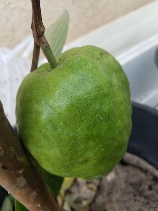 Guava tree for Sale in Placentia, CA OfferUp