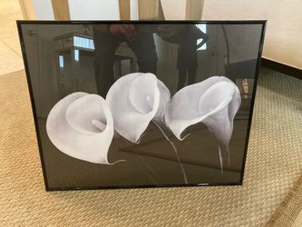 Calla Lily picture