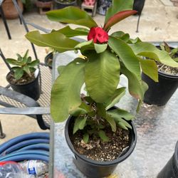 Crown of Thorns Plant / Corona De Cristo Planta