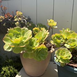 Succulent Aeonium arboreum And Aeonium canariense 