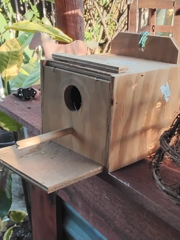 Bird Nest
