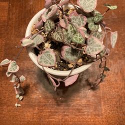 Variegated String Of Hearts 