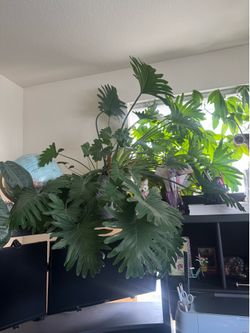 Giant Tree Philodendron