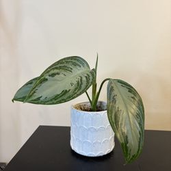 Beautiful Chinese Evergreen House Plant