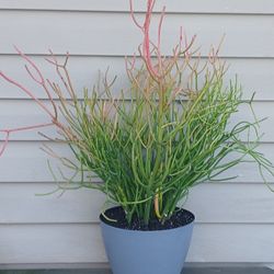 Firesticks Succulent Plant 🪴 