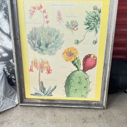 Succulent Picture