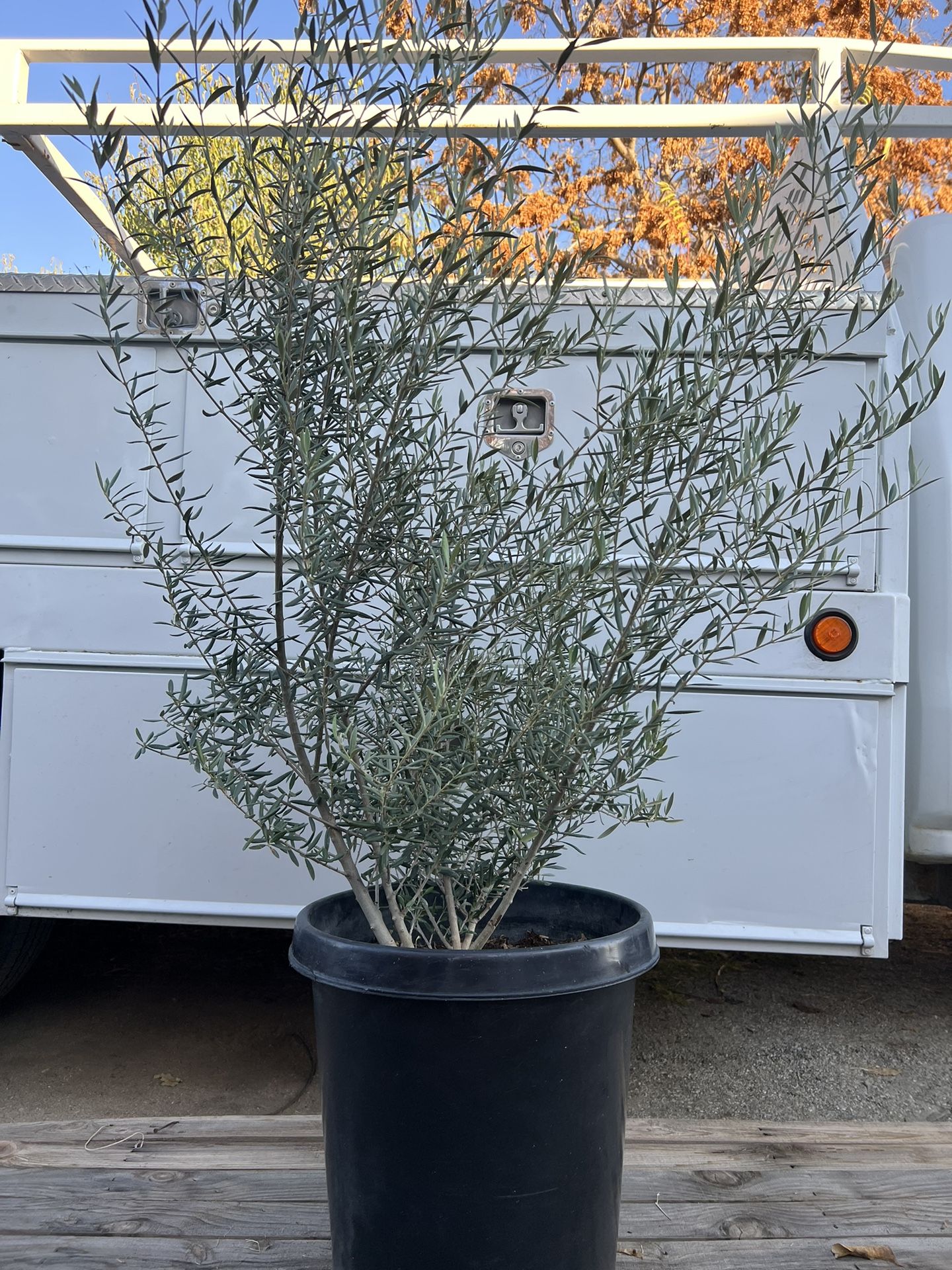 Fruitless Olive Trees
