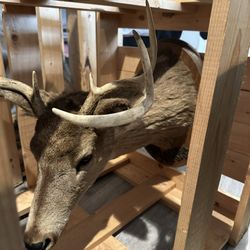 Mounted Deer Head / Taxidermy Buck Mount