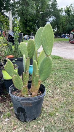 Vendo nopal para decorar su jardín