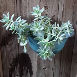 Plant 