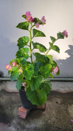 Betagonia Plant