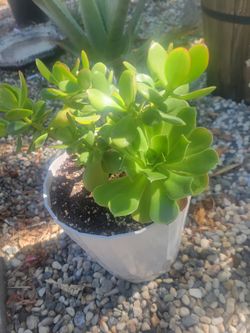Jade Plant With 2 Aeoniums 