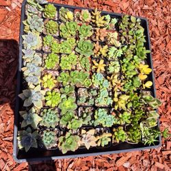 Succulents