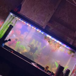 75 gallon Aquarium glass, lights, heater, filter and more