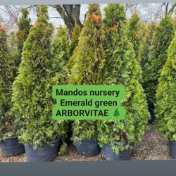 🌲CONIFER TREES FOR SALE  $160 EACH🌲
 