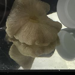 Corals Corals Corals ! Plastic? 