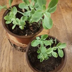 Pink Flowering Succulents 