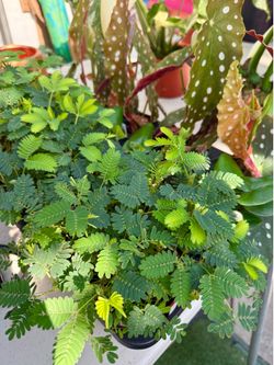 Plants (4”pot🌿Sensitive plants $10 each)